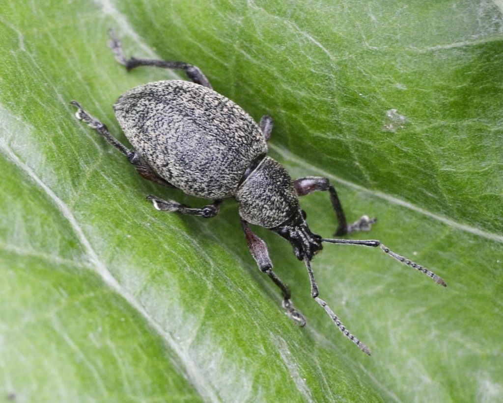 Otiorhynchus bisulcatus - Curculionidae